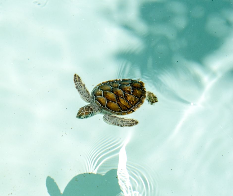 Kleine Meeresschildkröte schwimmt durch türkises Wasser