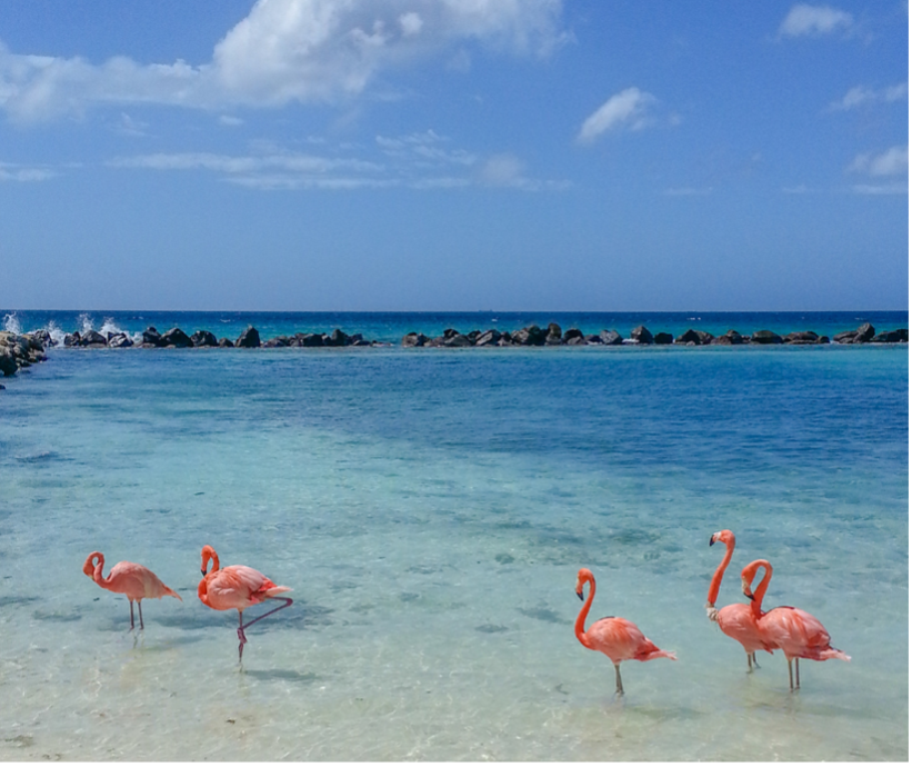 Pinke Flamingos in türkisblauem Wasser auf Aruba