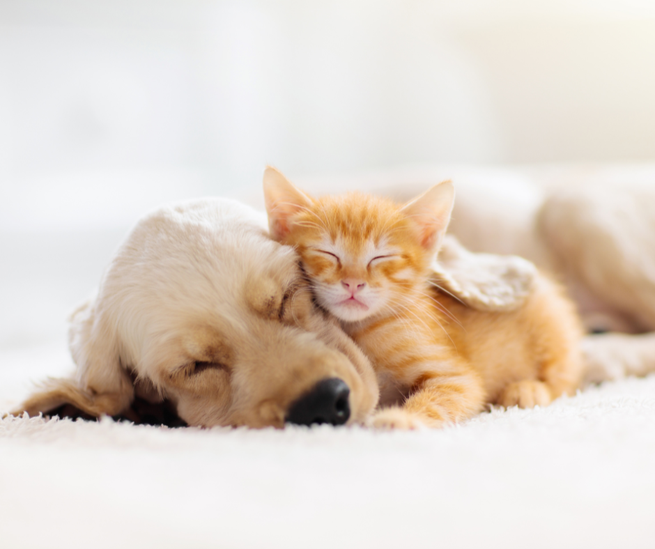 Hund und Katze schlafen zusammen im Bett